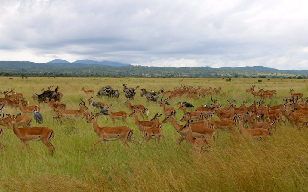 Mikumi Tanzania Destinations