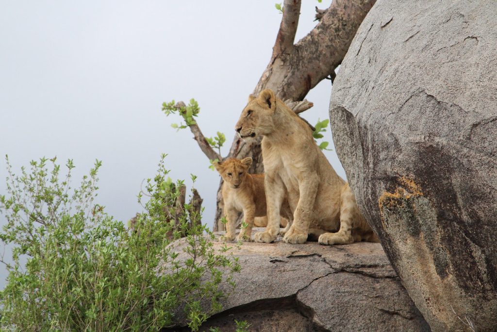 Serengeti National Park Animals