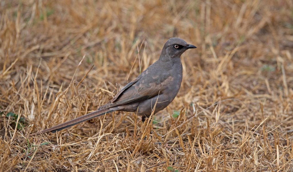 Tarangire National Park Birds